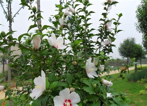 木槿花风水